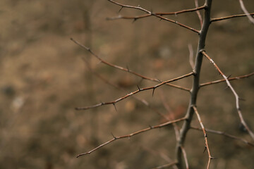 naked prickly branch of a shrub close up on a brown background with space for text