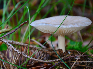 frischer Pilz im Wald