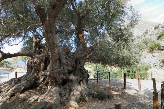 Olivenbaum