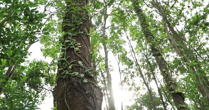 Parasitic vines wrapped around tree trunk in tropical forest