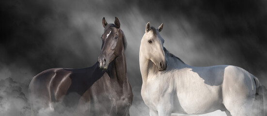 Black and white horse portrait