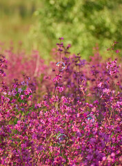 Pink flowers in warm light in the field.