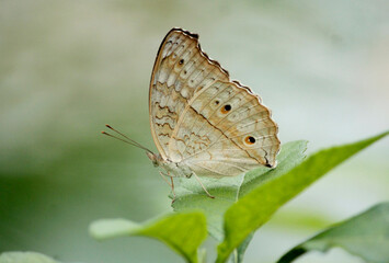junonia atlites
