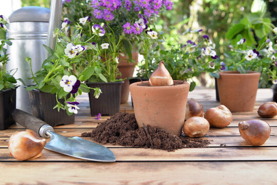 bulb of flowers in a flower pot among flowers and dirt on a garden table