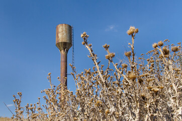 dry thistle and old water tower as a symbol of lack of water