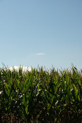 corn field in noon tome of the day