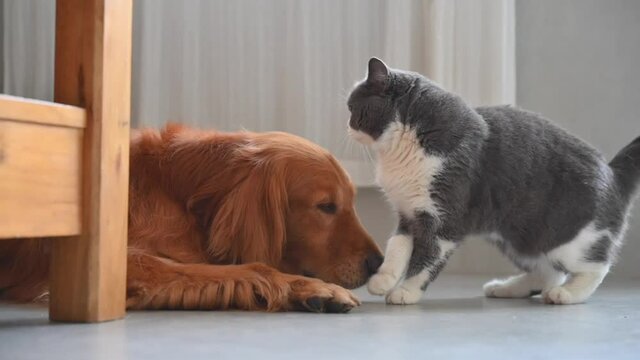 British Shorthair rubbing the head of a Golden Retriever