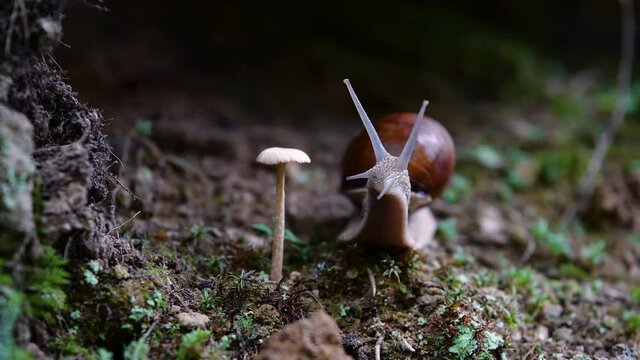 Helix pomatia also Roman snail, Burgundy snail, edible snail or escargot, is a species of large, edible, air-breathing land snail, a terrestrial pulmonate gastropod mollusk in the family Helicidae.