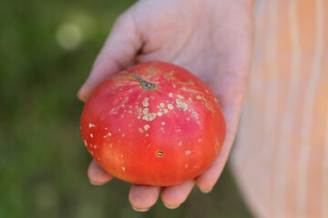 yellow, white spots on tomato fruit are sign of bacterial cancer of plant