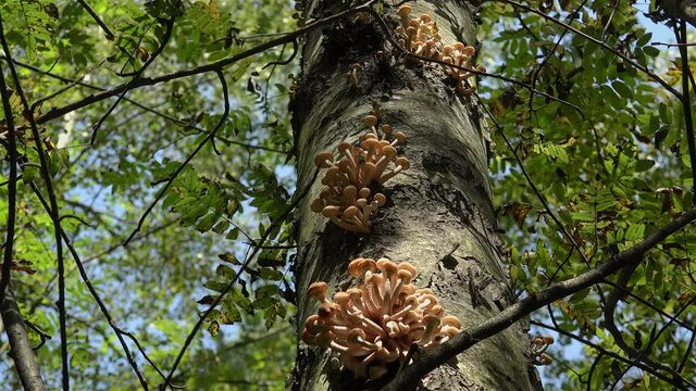 Clusters of honey fungus (Armillaria mellea) on a birch tree in an autumn forest.