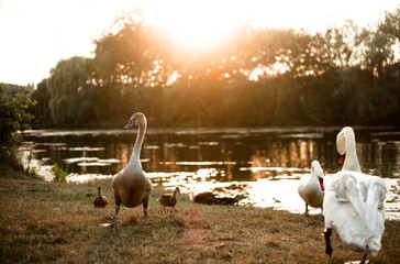 waterbirds in golden hour, czech nature, waterbirds on lake, sunset time