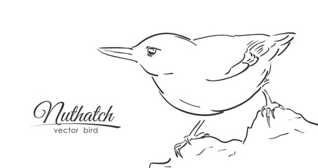 Hand drawn isolated Nuthatch on white background. Line design. Sketch