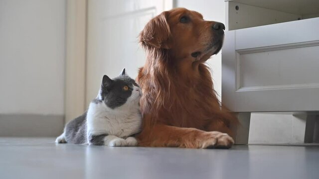 Golden Retriever and British Shorthair lying together