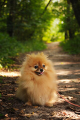 cute pomeranian sitting and smiling at the camera