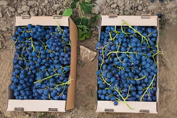 Harvested blue grapes in cardboard boxes near vineyard