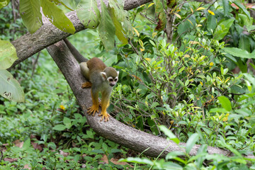 Squirrel monkey, Saimiri oerstedii, sitting on the tree trunk with green leaves