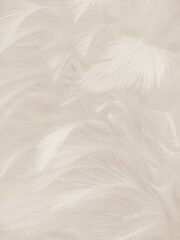 Beautiful abstract gray feathers on white background and soft white feather texture on white pattern and brown background, brown feathers