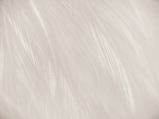 Obraz premium Beautiful abstract gray feathers on white background and soft white feather texture on white pattern and brown background, brown feathers