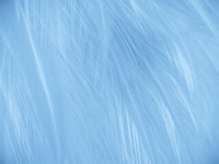 Beautiful abstract blue feathers on white background and soft white feather texture on blue pattern and blue background, feather background, blue banners