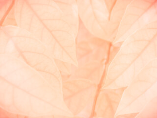 Beautiful abstract color pink flowers on white background, white flower frame, pink leaves texture, pink background
