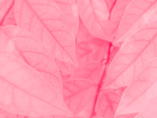 Fototapeta premium Beautiful abstract color pink flowers on white background, white flower frame, pink leaves texture, pink background