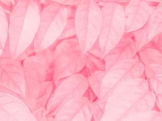 Beautiful abstract color pink flowers on white background, white flower frame, pink leaves texture, pink background