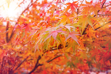 Beautiful Acer palmatum ( palmate maple or smooth Japanese maple ) leaves. Fall red maples in Germany. Red-foliaged Japanese maple, close up. Good Red  Fall Foliage.