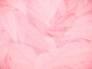 Fototapeta premium Beautiful abstract color pink flowers on white background, white flower frame, pink leaves texture, pink background