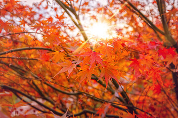 Beautiful Acer palmatum ( palmate maple or smooth Japanese maple ) leaves. Fall red maples in Germany. Red-foliaged Japanese maple, close up. Good Red  Fall Foliage.