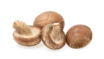 Shiitake mushroom on white background