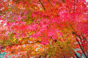 Beautiful Acer palmatum ( palmate maple or smooth Japanese maple ) leaves. Fall red maples in Germany. Red-foliaged Japanese maple, close up. Good Red  Fall Foliage.