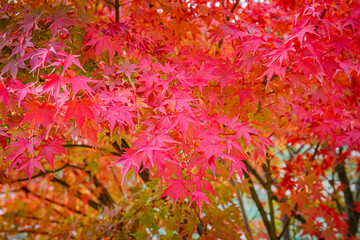 Beautiful Acer palmatum ( palmate maple or smooth Japanese maple ) leaves. Fall red maples in Germany. Red-foliaged Japanese maple, close up. Good Red  Fall Foliage.