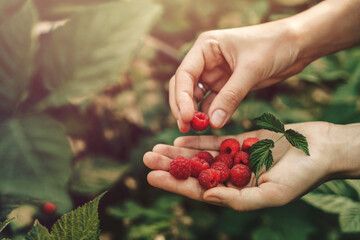 Female hands holding fresh red raspberries on background branch of berries at sunset. Freshly...