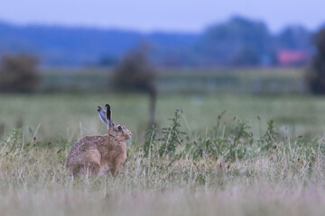 Brown hare (lepus europaeus) sitting in the grass. Hare on a farmers field in the Netherlands.