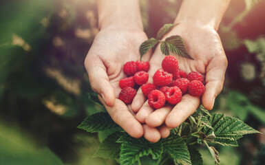 Female hands holding fresh red raspberries on background branch of berries at sunset. Freshly...