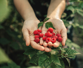 Female hands holding fresh red raspberries on background branch of berries at sunset. Freshly harvest. Healthy eating, dieting fruits, toning, close up