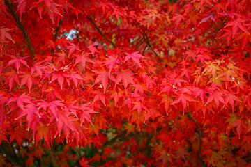 Beautiful Acer palmatum ( palmate maple or smooth Japanese maple ) leaves. Fall red maples in...