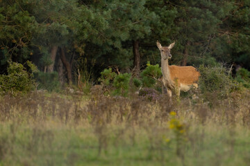 Naklejka na ściany i meble Female red deer is standing between the grass at national park Veluwezoom. 