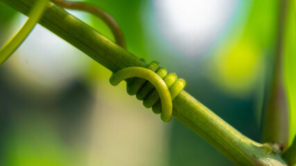 green vine climbing the stem, summer day © Alex