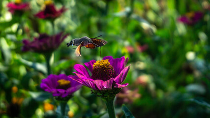 purple flower over which the butterfly collects nectar