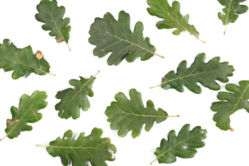 Green oak tree leaves, foliage isolated on white background, top view