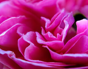 delicate pink rose with dew drops, summer