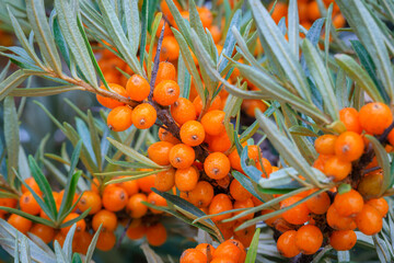 Sea buckthorn berries in sunny day. Sea-buckthorn bush with yellow fruits ( Hippophae rhamnoides, Sandthorn, Sallowthorn or Seaberry ), close up. Yellow berries in garden, macro - obrazy, fototapety, plakaty