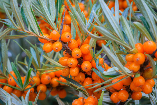 Sea buckthorn berries in sunny day. Sea-buckthorn bush with yellow fruits ( Hippophae rhamnoides, Sandthorn, Sallowthorn or Seaberry ), close up. Yellow berries in garden, macro
