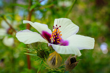 Kenaf Hibiscus cannabinus flower in autumn garden, close up. Also called Deccan hemp and Java jute...