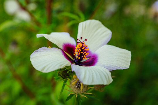 Kenaf Hibiscus cannabinus flower in autumn garden, close up. Also called Deccan hemp and Java jute plant