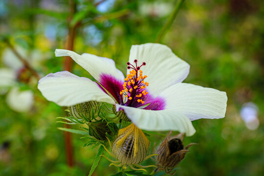 Kenaf Hibiscus cannabinus flower in autumn garden, close up. Also called Deccan hemp and Java jute plant