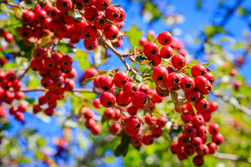 Obraz premium Red berries in autumn garden. Many Red fruits of Crataegus monogyna, known as hawthorn or single-seeded hawthorn ( may, mayblossom, maythorn, quickthorn, whitethorn, motherdie, haw ) berry