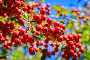 Red berries in autumn garden. Many Red fruits of Crataegus monogyna, known as  hawthorn or single-seeded hawthorn ( may, mayblossom, maythorn, quickthorn, whitethorn, motherdie, haw ) berry © Fleuronica