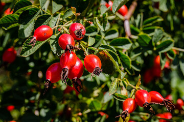 Red dog rose berries in garden. Red rosehip fruits and green leaves in sunny day
